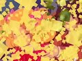 candy   terry