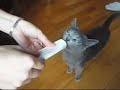 Zuza the Russian Blue Cat gets a treat / Rosyjski Niebieski Zuza the Russian Blue Cat gets a treat / Rosyjski Niebieski