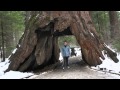 Calaveras big trees state park - YouTube