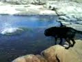 el perro nadador (patan)