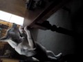Pheobe my husky puppy getting gobby to the cat take 2 (funnier)