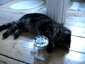 Cat and the Fly