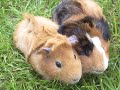 mes cochons d