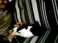 tigre devorando humano