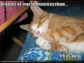 Best of LOLCAT II