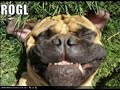 Best of LOLCAT II