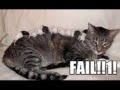 Best of LOLCAT II