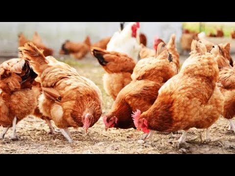 गावरान कोंबडी मिळती मुक्त संचार free range poultry farm gavran kombdi Palan laxman mane 9075001430