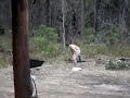 chopper gets drunk at leeuwin