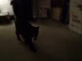 Los Dos Gatos - Beeps catches a toy mouse Los Dos Gatos - Beeps catches a toy mouse