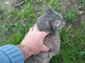 Les gros carnassiers hivernaux Les gros carnassiers hivernaux