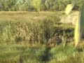 PIG HUNTING IN NTH QUEENSLAND PIG HUNTING IN NTH QUEENSLAND