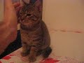 Macak