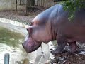 What Hippo\