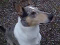 Hittehund´s Tubbe