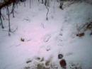 stupid woods part 3