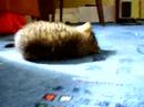 Kulich vs. Mouse