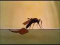 The Winged Scourge