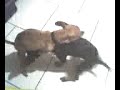 animal-love.html