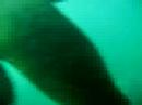 sealion dive anacapa