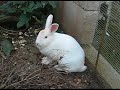coniglio bunny \"mammaenza\"