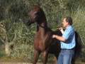 videos de Acclaimmed RRX