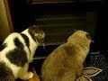 A strange cat comes to visit to fight with Marju.Marju learned to growl. High-pitched one is Marju. FayeFaye happen to be at the seen and whacked Marju! Poor Marju..たまに裏口にやってくる野良猫？がよくまあじゅにケンカを売ります。最近はまあじゅもうなることを覚え始めてしまいました。この日は撮影に成功。怖い野良猫？のなきごえに、がんばってうなりかえすまあじゅ。高い弱い声がまあじゅです。最後は野良猫？だけでなくフェイフェイにまでアタックされ、ちょっとふんだりけったりなまあじゅ。