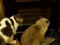 Cat Fight. まあじゅvs野良猫?