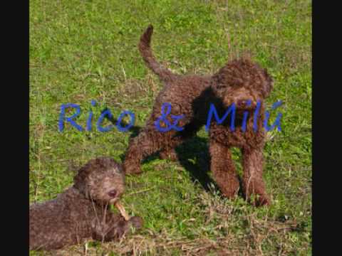Terra Incognita Lagotto Romagnolo picture gallerie