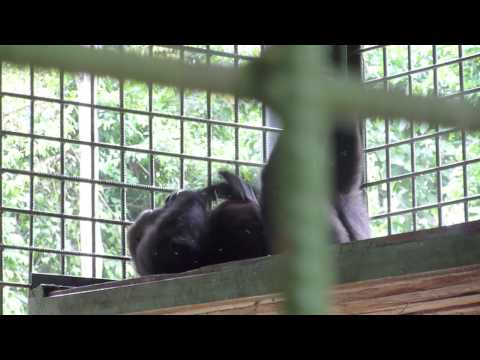 Image de prévisualisation YouTube