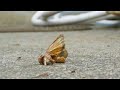 Ant vs Wasp