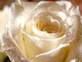 Enya Amarantine Long Long Journey Enya Amarantine Long Long Journey