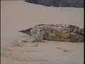 Newborn Grey Seal Pup Suckling