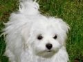 Bichon Maltese:Ideal Flat Dog