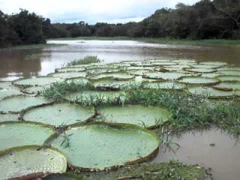 how to replant lily pads