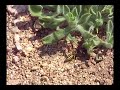 Vespula, ground hornet making nest Vespula, ground hornet making nest