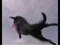 Frisbee Action