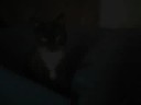 mis gatos