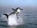 Great White Shark Great White Shark