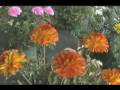 Chile - Pucón - Parte I