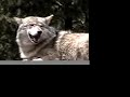 The Lone Wolf