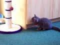 The only video I have of Fox~ The only video I have of Fox~