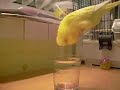 Butschi guckt tief ins Glas