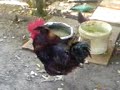 the rooster the rooster
