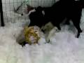 videos de ZENNNNN NEVE 021