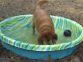 videos de Bella's New Pool