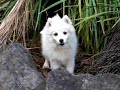 Japanese spitz pup poddle havenden Japanese spitz pup poddle havenden