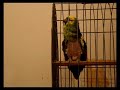 Loros: Benito y Alvi hablando de fondo 2º parte