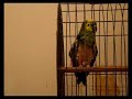 Loros: Benito y Alvi hablando de fondo 2º parte