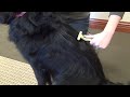 Safari&reg; Double Row Undercoat Rake